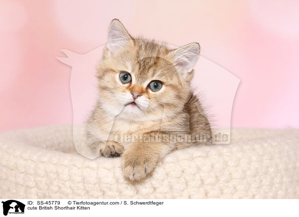 niedliches Britisch Kurzhaar Ktzchen / cute British Shorthair Kitten / SS-45779