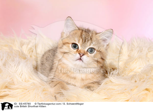 niedliches Britisch Kurzhaar Ktzchen / cute British Shorthair Kitten / SS-45780