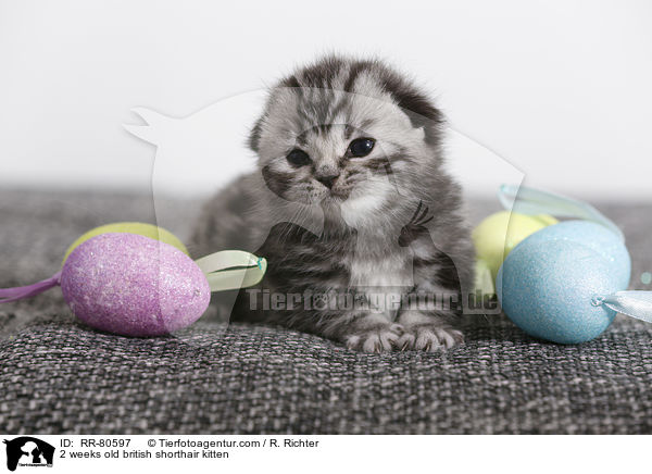 2 Wochen altes Britisch Kurzhaar Ktzchen / 2 weeks old british shorthair kitten / RR-80597