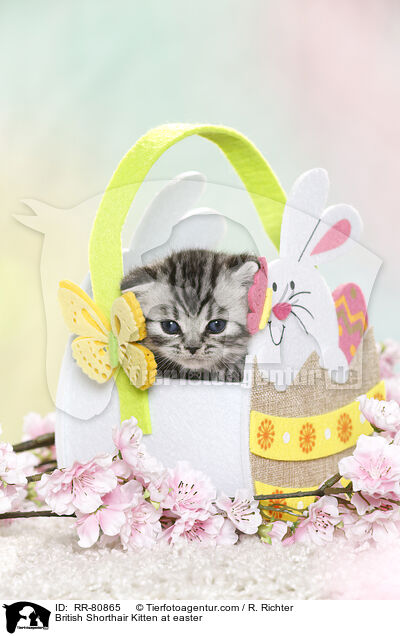 Britisch Kurzhaar Ktzchen zu Ostern / British Shorthair Kitten at easter / RR-80865