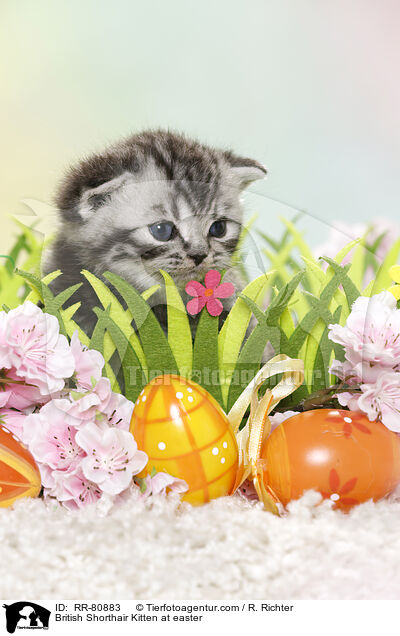Britisch Kurzhaar Ktzchen zu Ostern / British Shorthair Kitten at easter / RR-80883