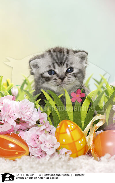Britisch Kurzhaar Ktzchen zu Ostern / British Shorthair Kitten at easter / RR-80884