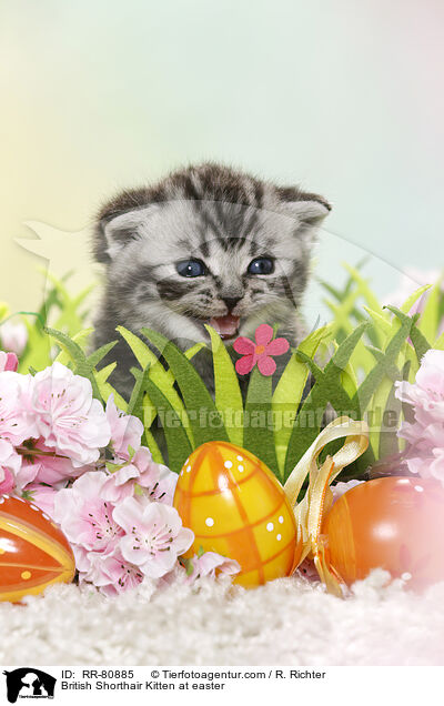 Britisch Kurzhaar Ktzchen zu Ostern / British Shorthair Kitten at easter / RR-80885