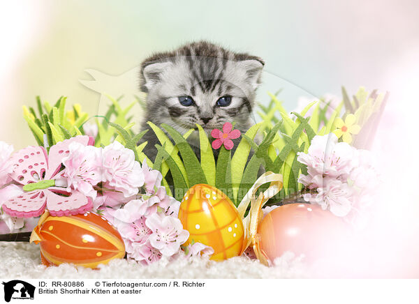 Britisch Kurzhaar Ktzchen zu Ostern / British Shorthair Kitten at easter / RR-80886
