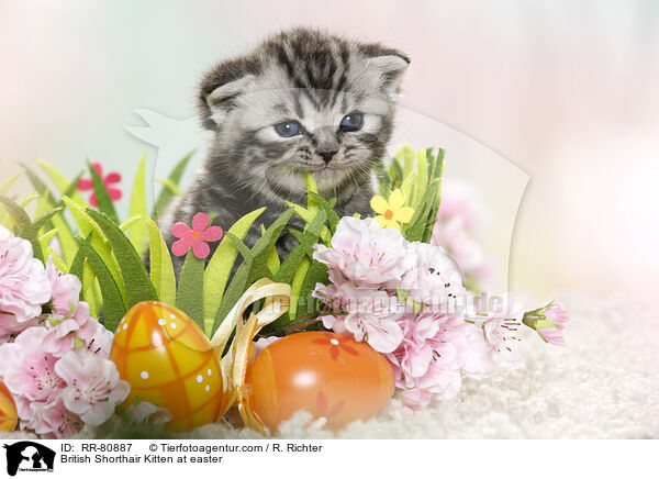 Britisch Kurzhaar Ktzchen zu Ostern / British Shorthair Kitten at easter / RR-80887