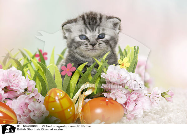 Britisch Kurzhaar Ktzchen zu Ostern / British Shorthair Kitten at easter / RR-80888