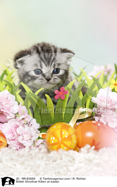 Britisch Kurzhaar Ktzchen zu Ostern / British Shorthair Kitten at easter / RR-80889