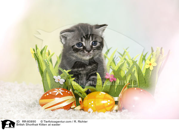 Britisch Kurzhaar Ktzchen zu Ostern / British Shorthair Kitten at easter / RR-80890