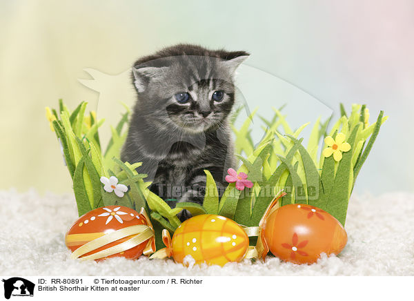 Britisch Kurzhaar Ktzchen zu Ostern / British Shorthair Kitten at easter / RR-80891