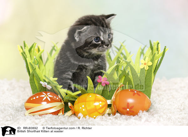 Britisch Kurzhaar Ktzchen zu Ostern / British Shorthair Kitten at easter / RR-80892