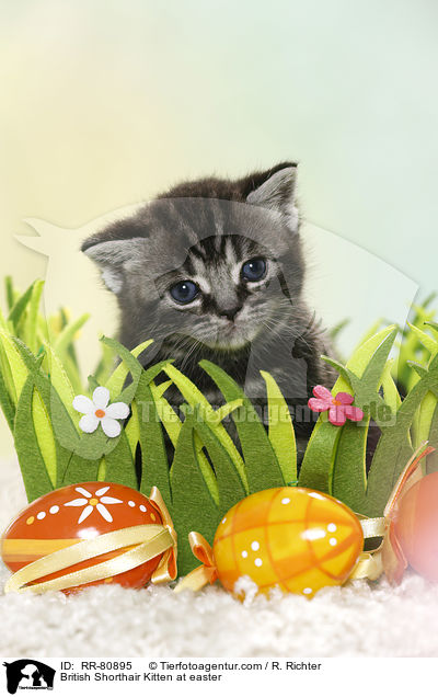 Britisch Kurzhaar Ktzchen zu Ostern / British Shorthair Kitten at easter / RR-80895