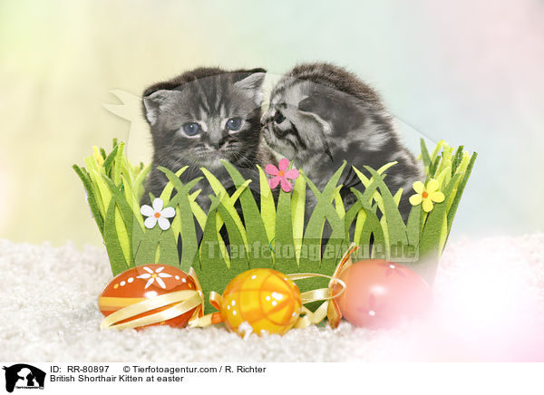 Britisch Kurzhaar Ktzchen zu Ostern / British Shorthair Kitten at easter / RR-80897