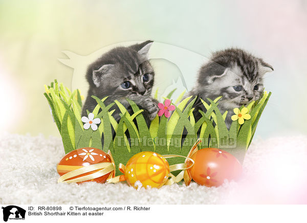 Britisch Kurzhaar Ktzchen zu Ostern / British Shorthair Kitten at easter / RR-80898