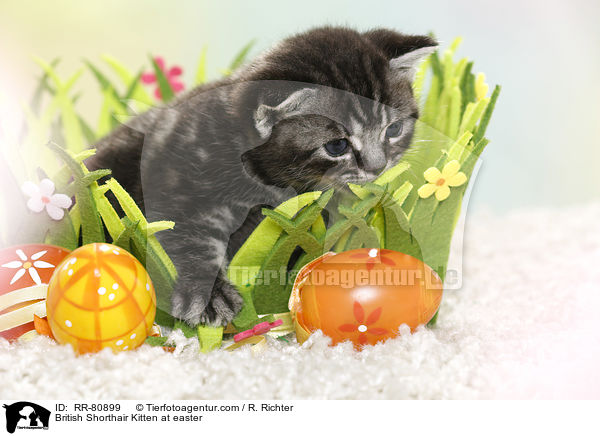 Britisch Kurzhaar Ktzchen zu Ostern / British Shorthair Kitten at easter / RR-80899
