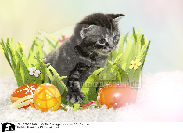 Britisch Kurzhaar Ktzchen zu Ostern / British Shorthair Kitten at easter / RR-80900