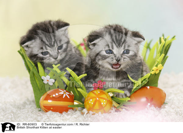 Britisch Kurzhaar Ktzchen zu Ostern / British Shorthair Kitten at easter / RR-80903