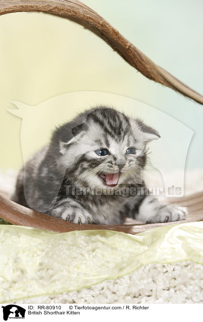 Britisch Kurzhaar Ktzchen / British Shorthair Kitten / RR-80910