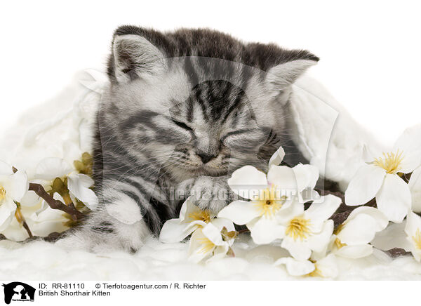 Britisch Kurzhaar Ktzchen / British Shorthair Kitten / RR-81110