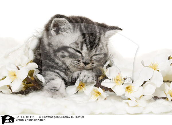 Britisch Kurzhaar Ktzchen / British Shorthair Kitten / RR-81111
