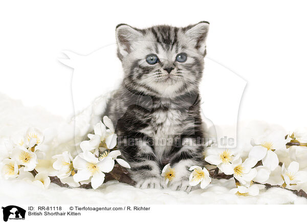 Britisch Kurzhaar Ktzchen / British Shorthair Kitten / RR-81118