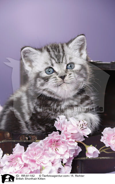 Britisch Kurzhaar Ktzchen / British Shorthair Kitten / RR-81182