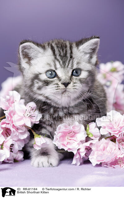 Britisch Kurzhaar Ktzchen / British Shorthair Kitten / RR-81184