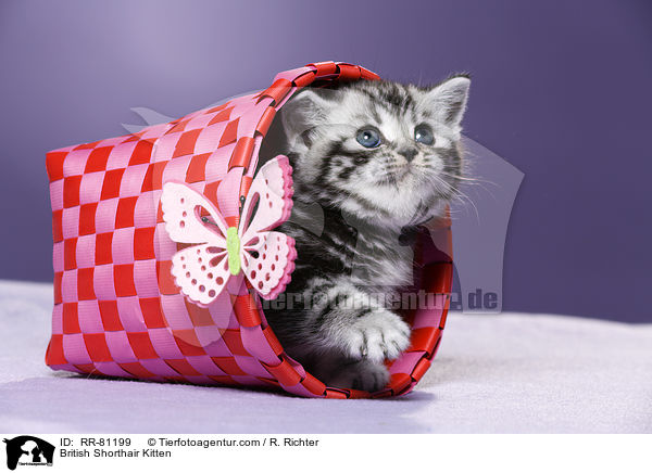 Britisch Kurzhaar Ktzchen / British Shorthair Kitten / RR-81199