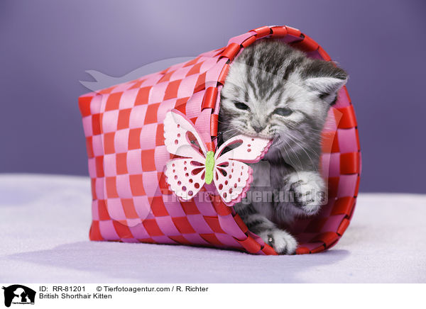 Britisch Kurzhaar Ktzchen / British Shorthair Kitten / RR-81201