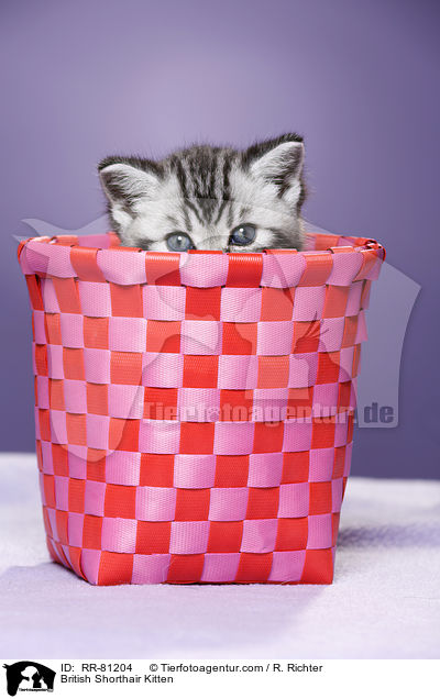 Britisch Kurzhaar Ktzchen / British Shorthair Kitten / RR-81204