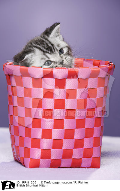 Britisch Kurzhaar Ktzchen / British Shorthair Kitten / RR-81205