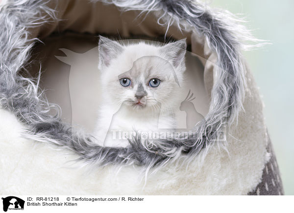 Britisch Kurzhaar Ktzchen / British Shorthair Kitten / RR-81218