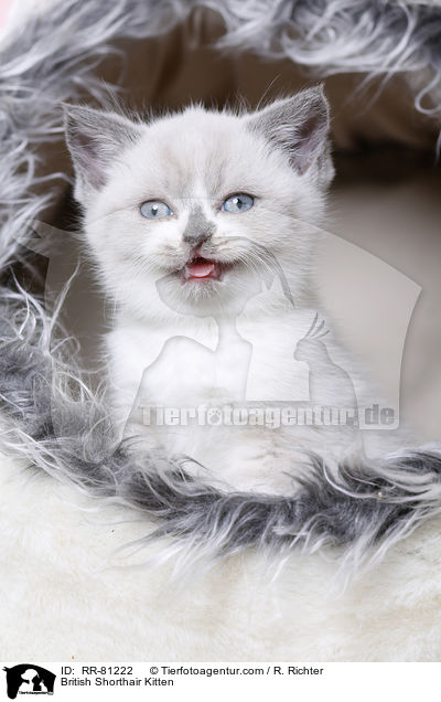 Britisch Kurzhaar Ktzchen / British Shorthair Kitten / RR-81222