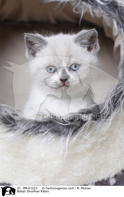 Britisch Kurzhaar Ktzchen / British Shorthair Kitten / RR-81223