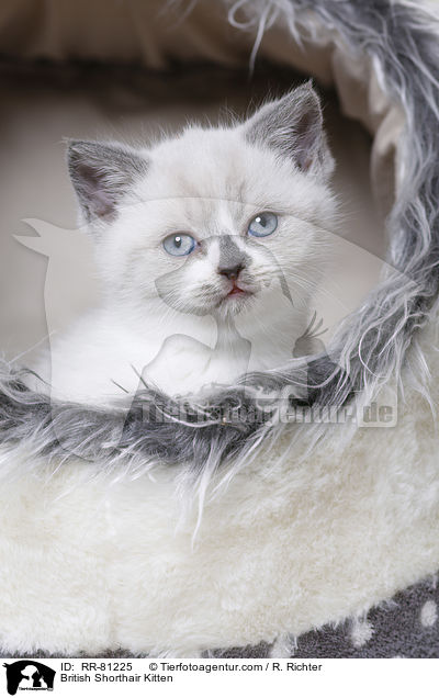 Britisch Kurzhaar Ktzchen / British Shorthair Kitten / RR-81225