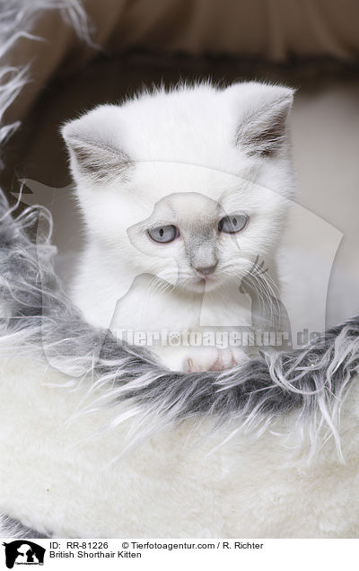 Britisch Kurzhaar Ktzchen / British Shorthair Kitten / RR-81226