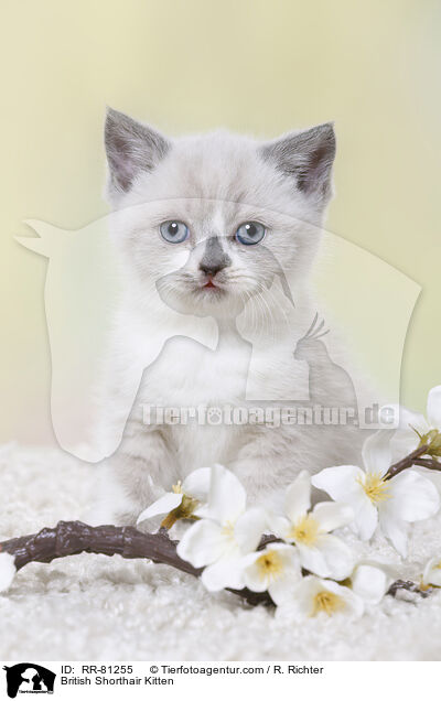 Britisch Kurzhaar Ktzchen / British Shorthair Kitten / RR-81255