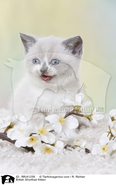 Britisch Kurzhaar Ktzchen / British Shorthair Kitten / RR-81256