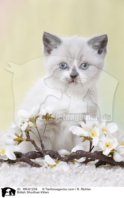 Britisch Kurzhaar Ktzchen / British Shorthair Kitten / RR-81258