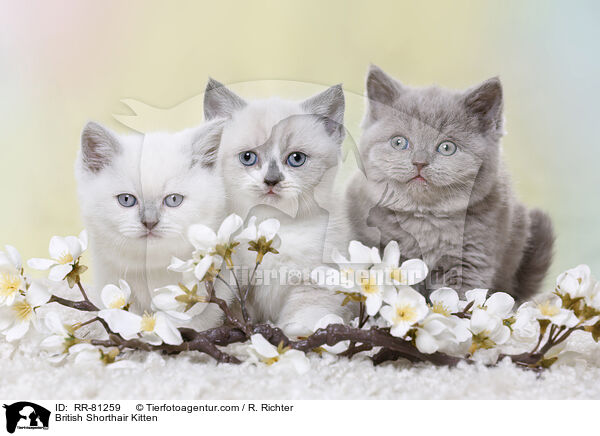 Britisch Kurzhaar Ktzchen / British Shorthair Kitten / RR-81259