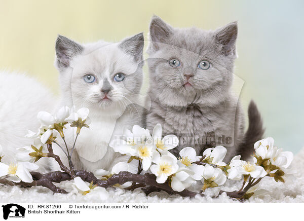 Britisch Kurzhaar Ktzchen / British Shorthair Kitten / RR-81260