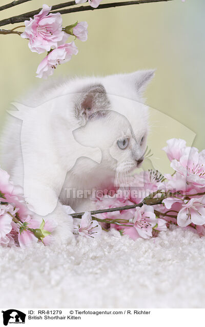Britisch Kurzhaar Ktzchen / British Shorthair Kitten / RR-81279