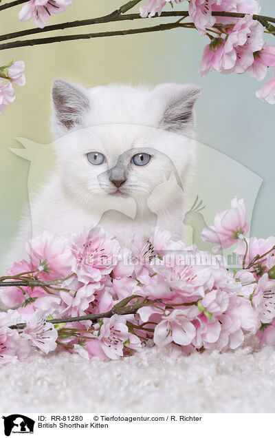 Britisch Kurzhaar Ktzchen / British Shorthair Kitten / RR-81280