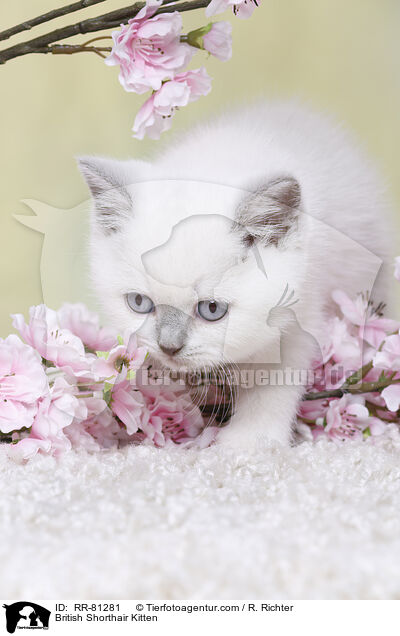 Britisch Kurzhaar Ktzchen / British Shorthair Kitten / RR-81281