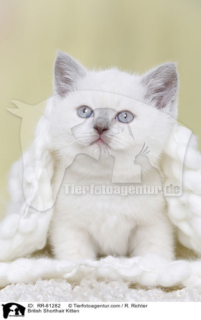 Britisch Kurzhaar Ktzchen / British Shorthair Kitten / RR-81282