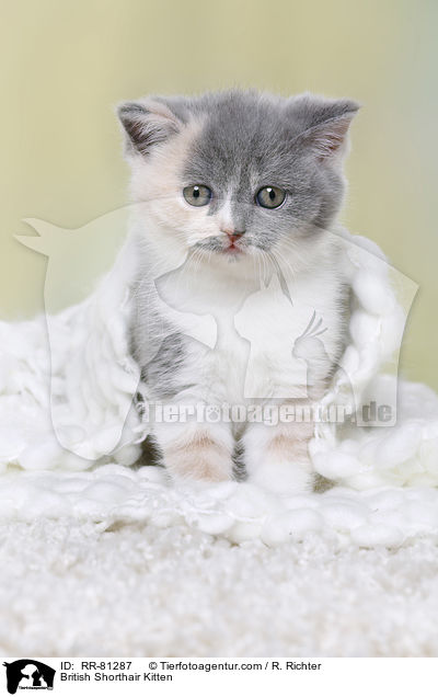 Britisch Kurzhaar Ktzchen / British Shorthair Kitten / RR-81287