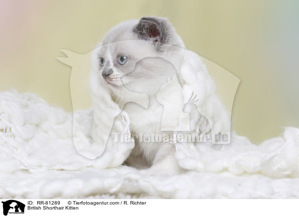 Britisch Kurzhaar Ktzchen / British Shorthair Kitten / RR-81289