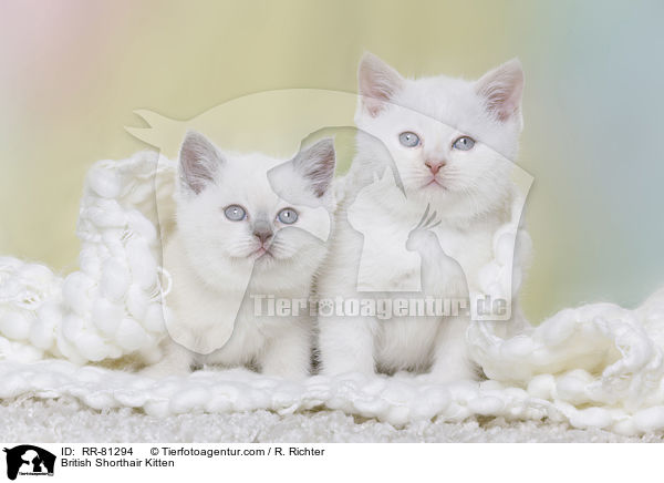 Britisch Kurzhaar Ktzchen / British Shorthair Kitten / RR-81294