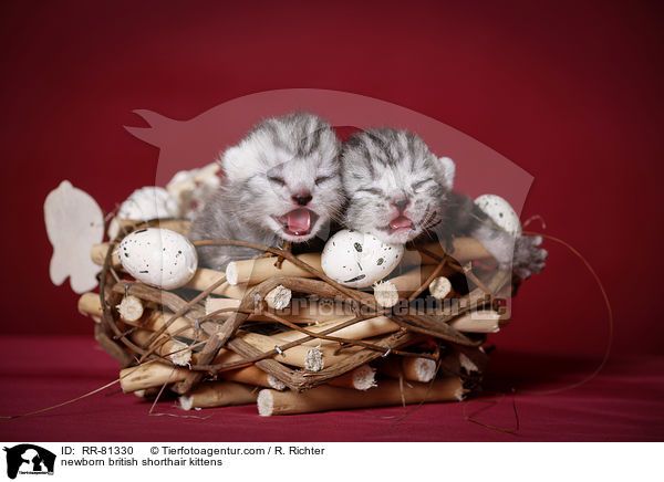 neugeborene Britisch Kurzhaar Ktzchen / newborn british shorthair kittens / RR-81330
