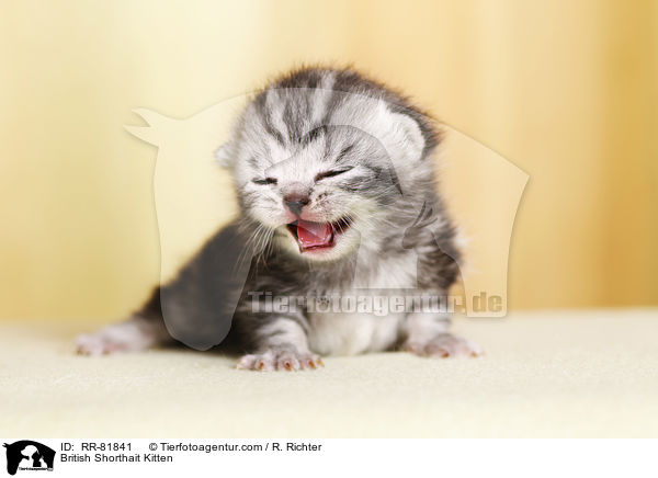 Britisch Kurzhaar Ktzchen / British Shorthait Kitten / RR-81841