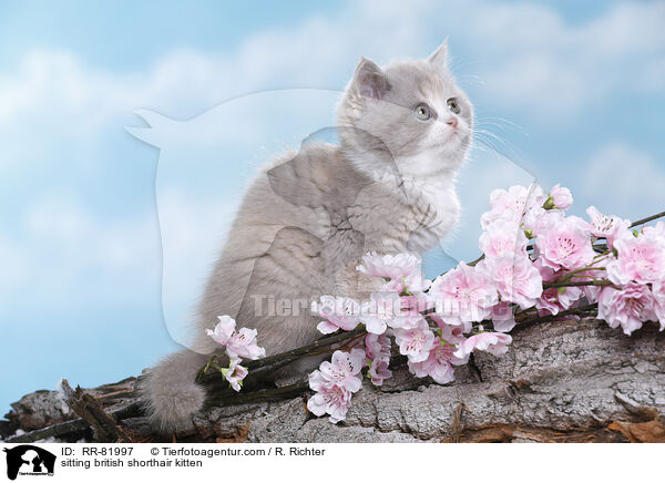 sitzendes Britisch Kurzhaar Ktzchen / sitting british shorthair kitten / RR-81997